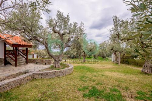 Agia Paraskevi House | Elaion House