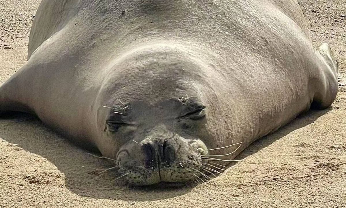 Punaluu Condo | Turtle Beachfront, snorkeling, free parking, wash-dryer in unit, New bigger AC.