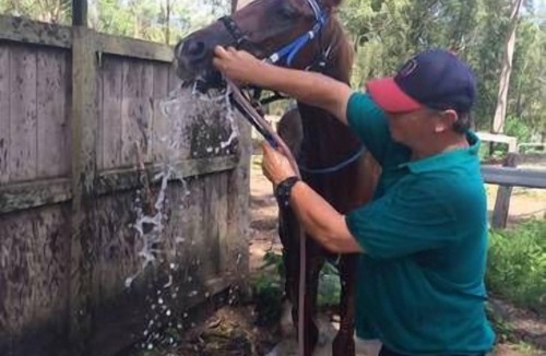 Boyland Other | Magpie Creek Thoroughbred Farmstay Family Unit
