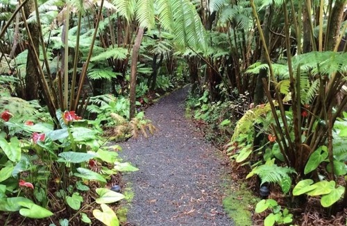 Volcano Cabin | Tropical 1-bedroom cabin. Five minute drive to Hawaii Volcanoes National Park.