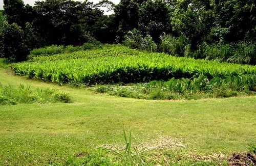 Kapoho House | Tropical Lodge Getaway Nestled on an Organic Farm in Pahoa, Hawaii