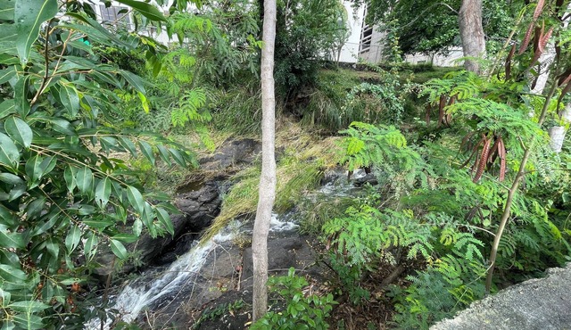 Urban oasis in heart of city-large yard
