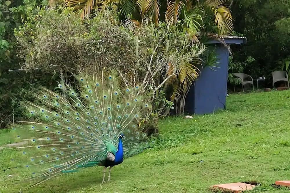 Photo of Others in Nimbin