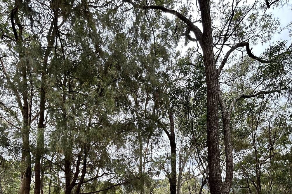 Photo of Outdoor in Wongawallan