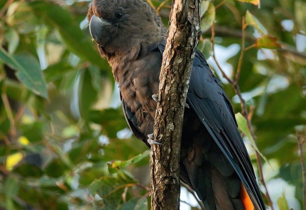 Photo of Others in Mullumbimby