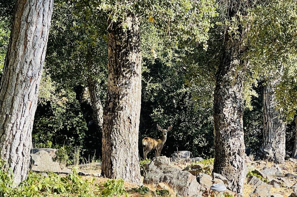 Photo of Outdoor in Julian