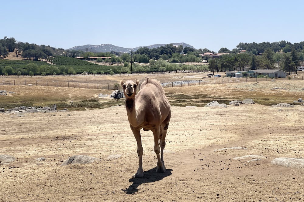 Photo of Others in Julian