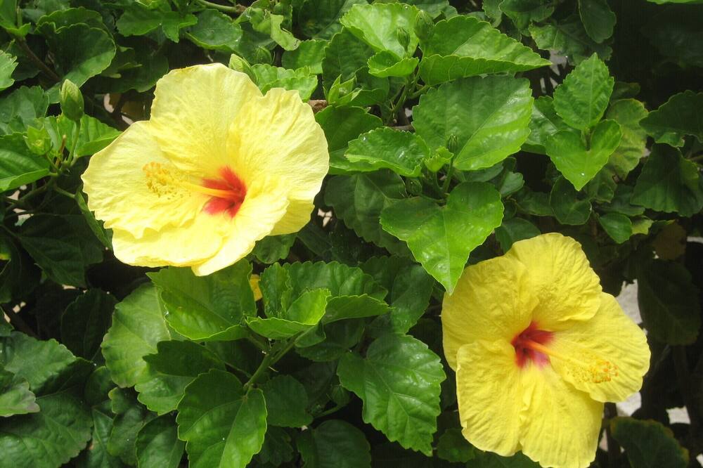 Photo of Others in Pupukea