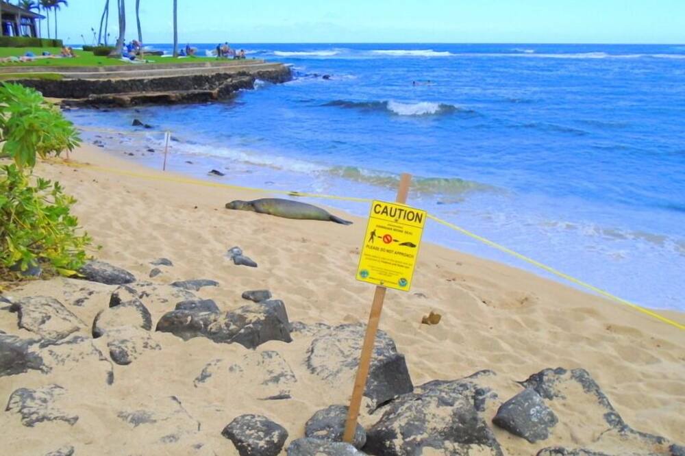 Photo of Others in Poipu