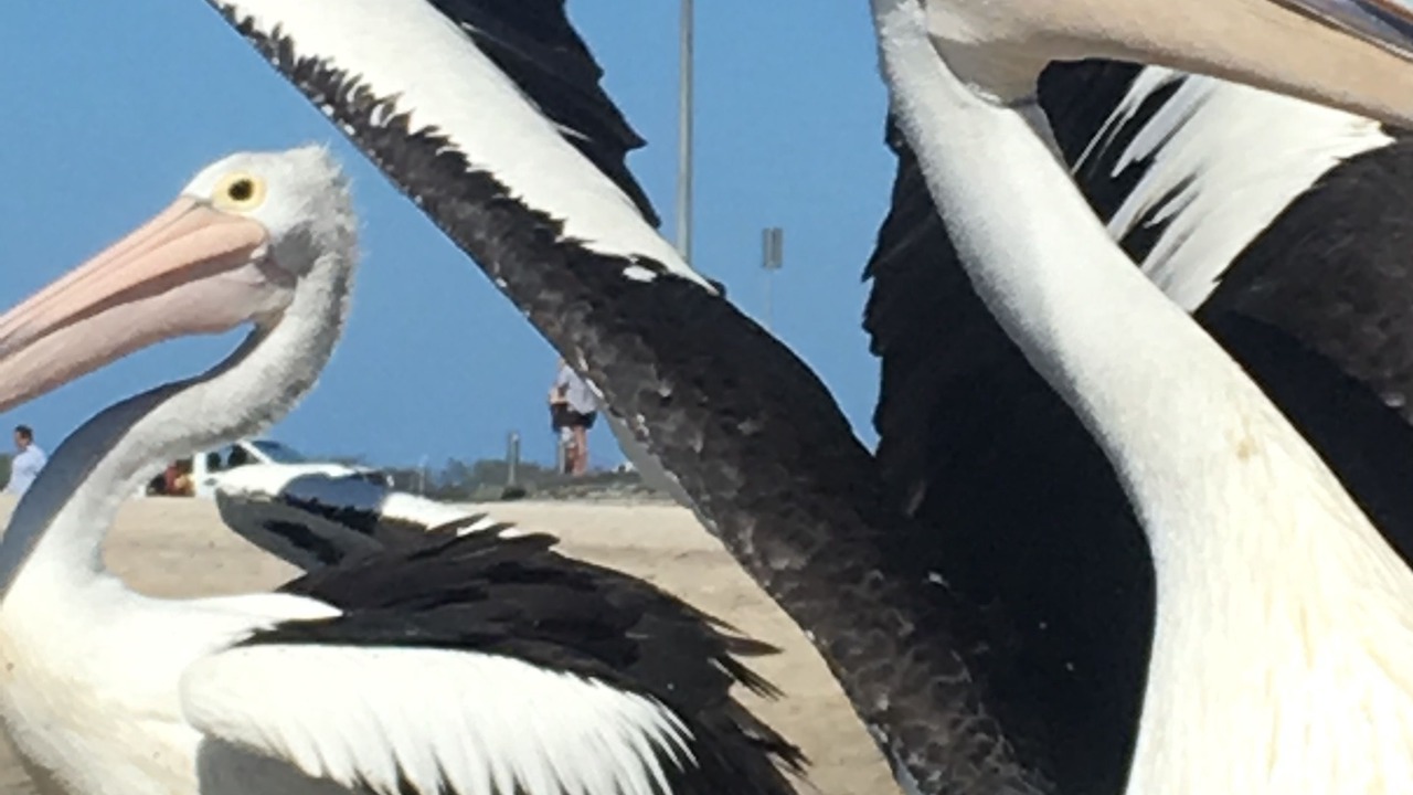 Photo of Others in Labrador