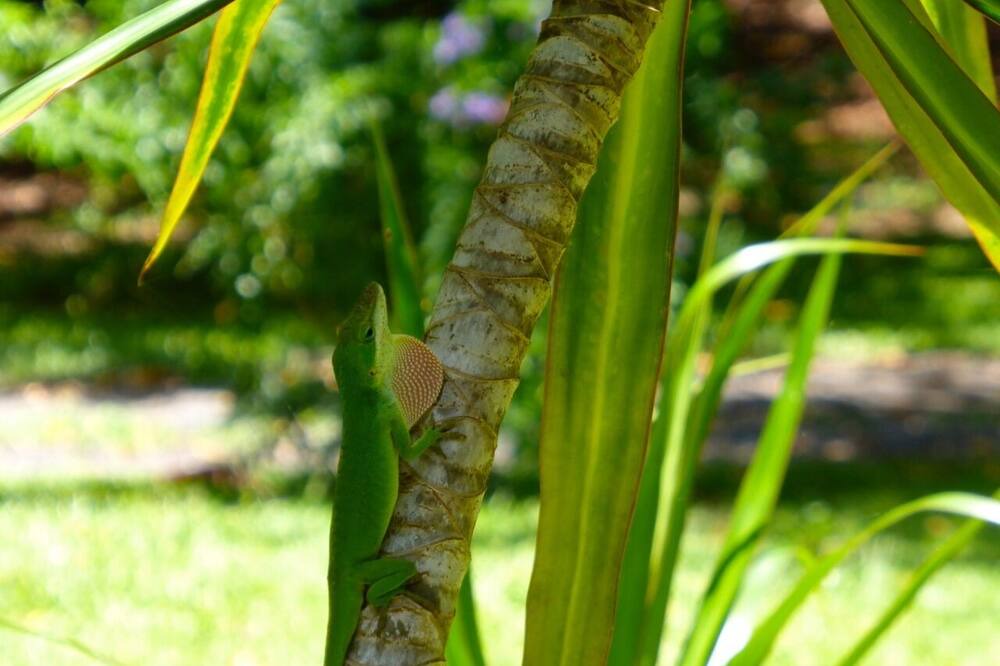 Photo of Outdoor in Hawi