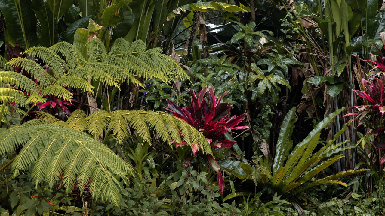 Photo of Outdoor in Mullumbimby