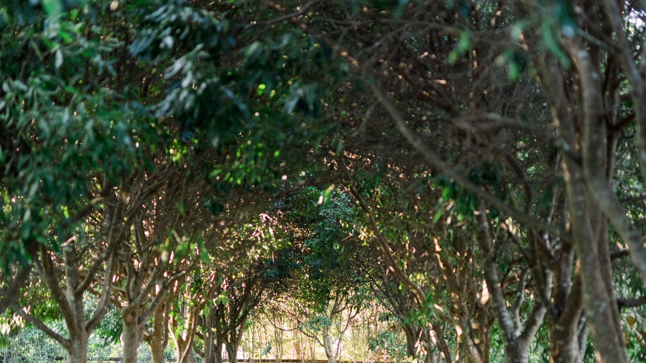 Photo of Outdoor in North Tamborine