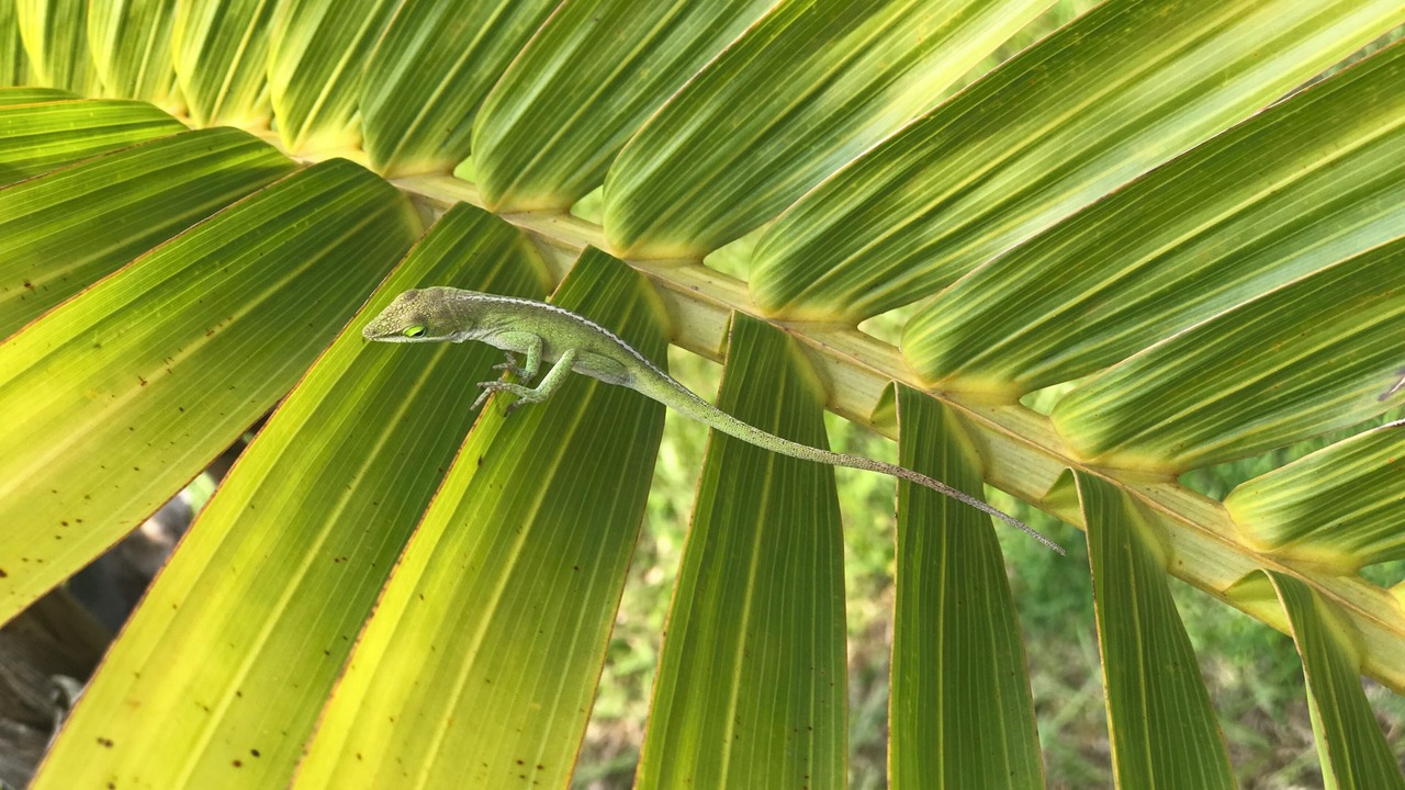 Photo of Others in Keaau