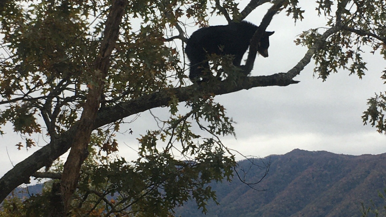Photo of Outdoor in Townsend