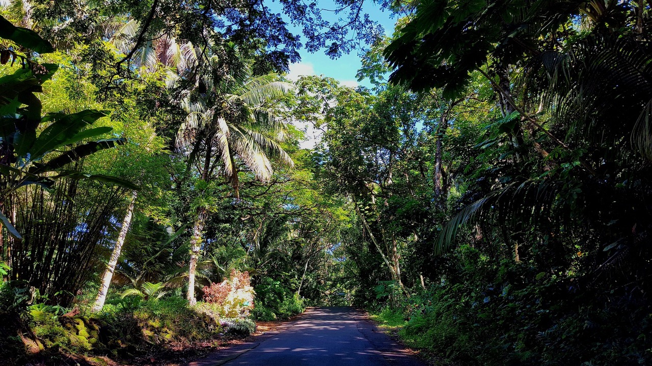 Photo of Outdoor in Keaau