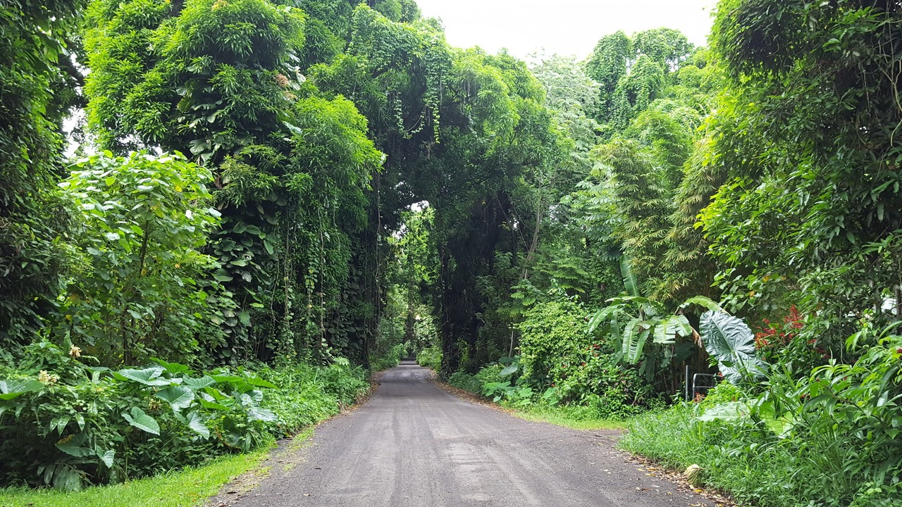 Photo of Outdoor in Keaau