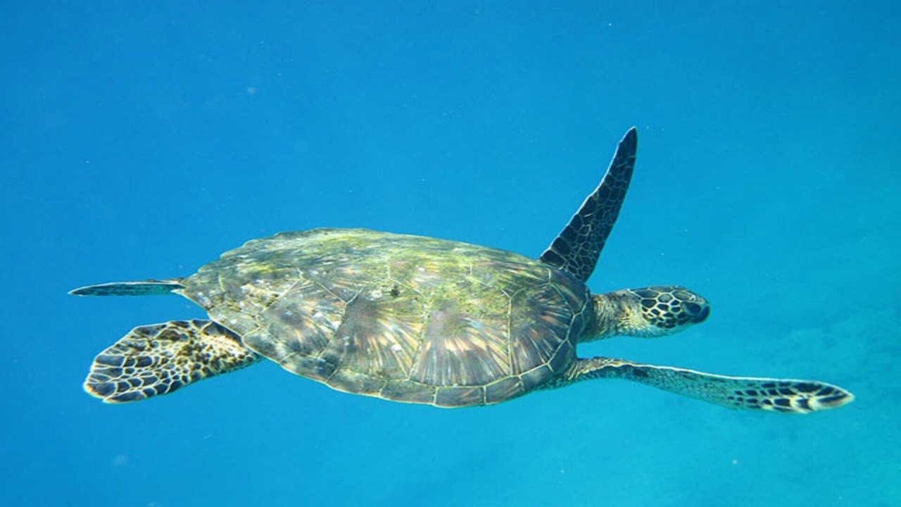 Photo of Others in Kailua-Kona