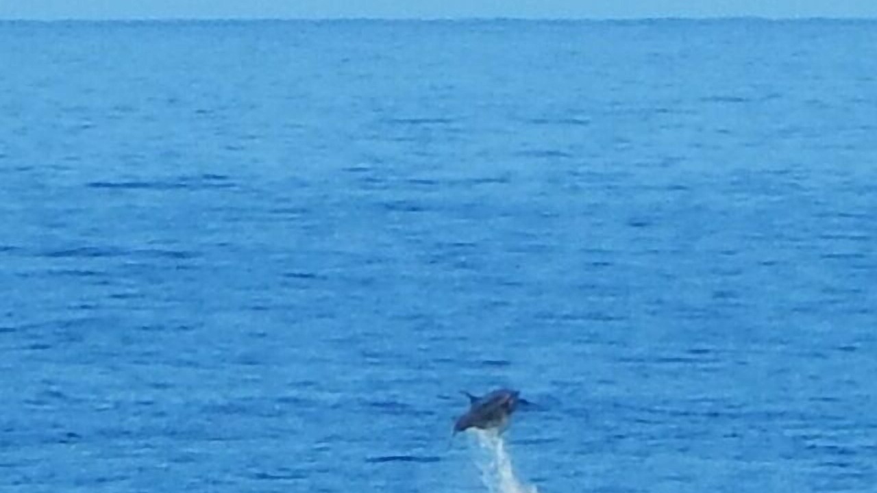 Photo of Others in Kahaluu-Keauhou