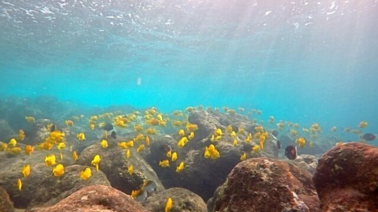 Photo of Others in Kahaluu-Keauhou