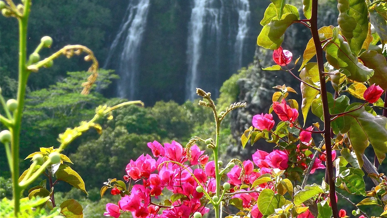 Photo of Outdoor in Poipu