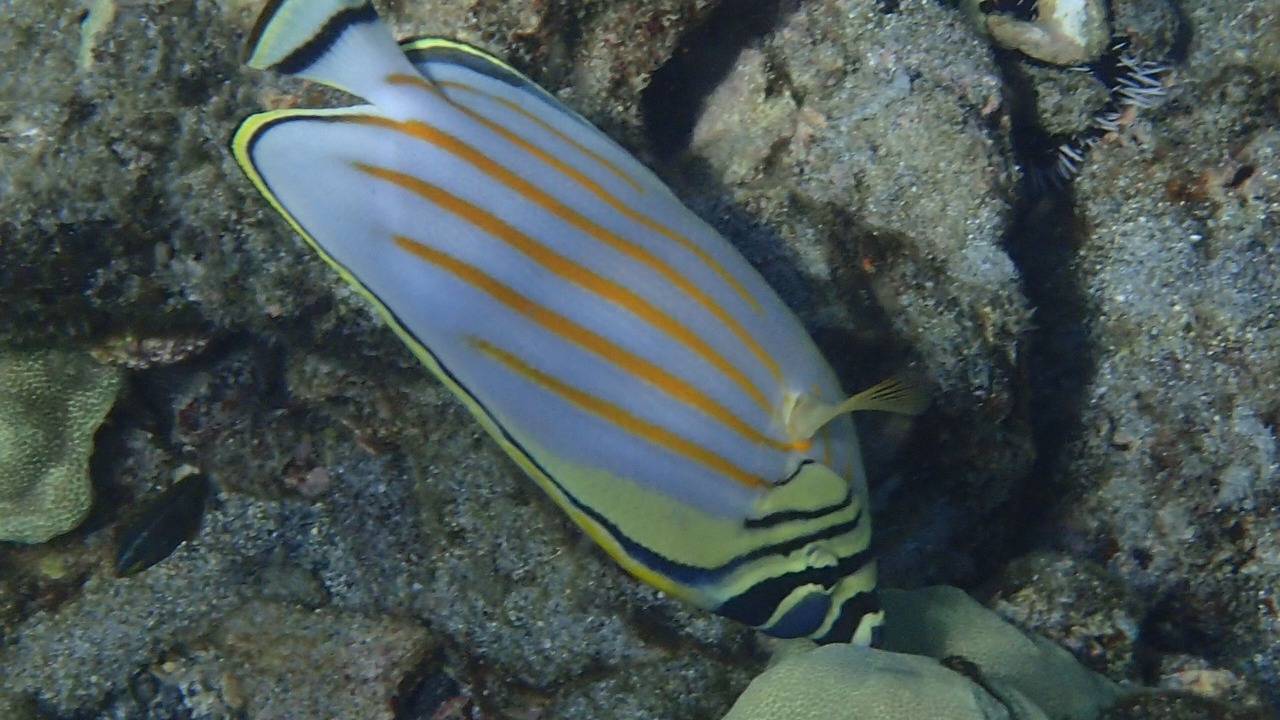Photo of Others in Kamuela