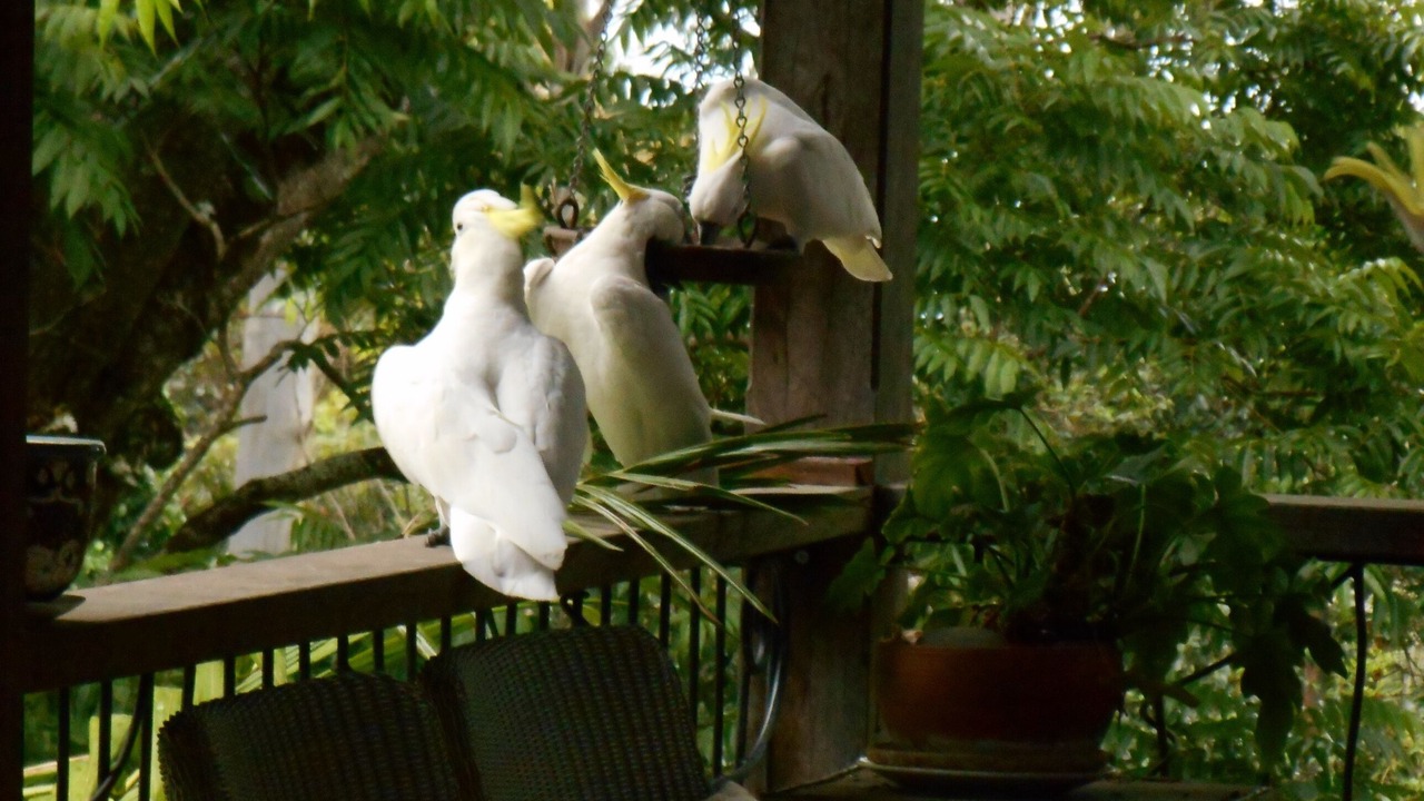 Photo of Others in Mount Glorious
