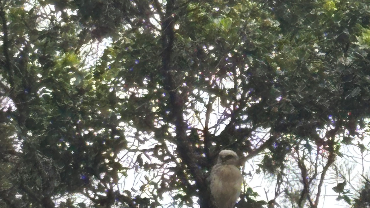 Photo of Others in Kailua-Kona