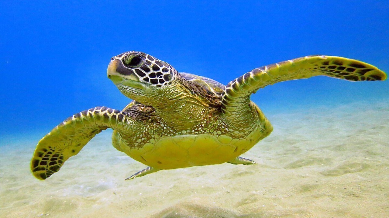 Photo of Others in Waikiki