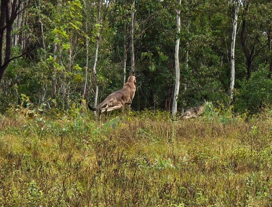 Photo of Others in Tamborine