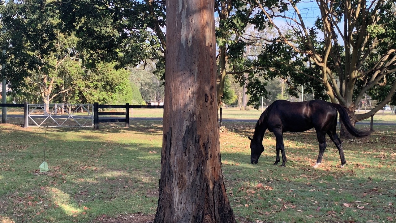 Photo of Others in Shire of Gatton