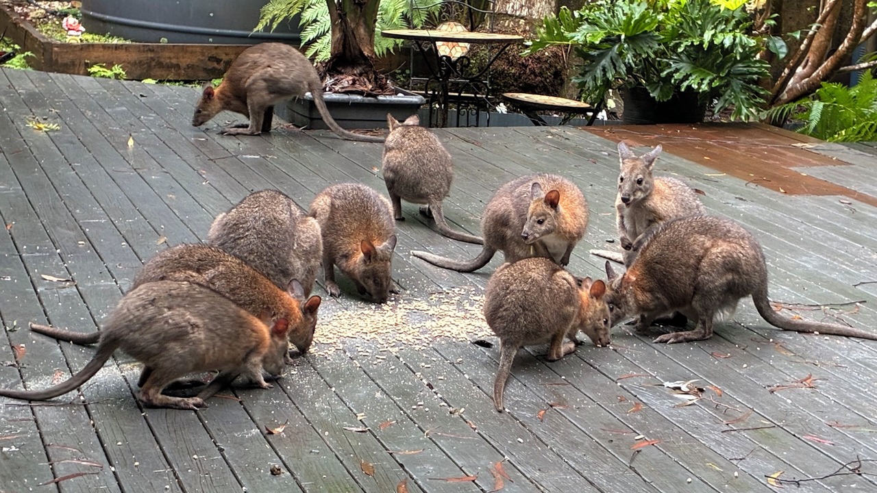 Photo of Others in Springbrook
