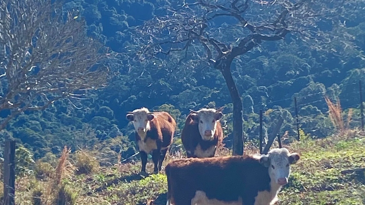Photo of Others in Numinbah