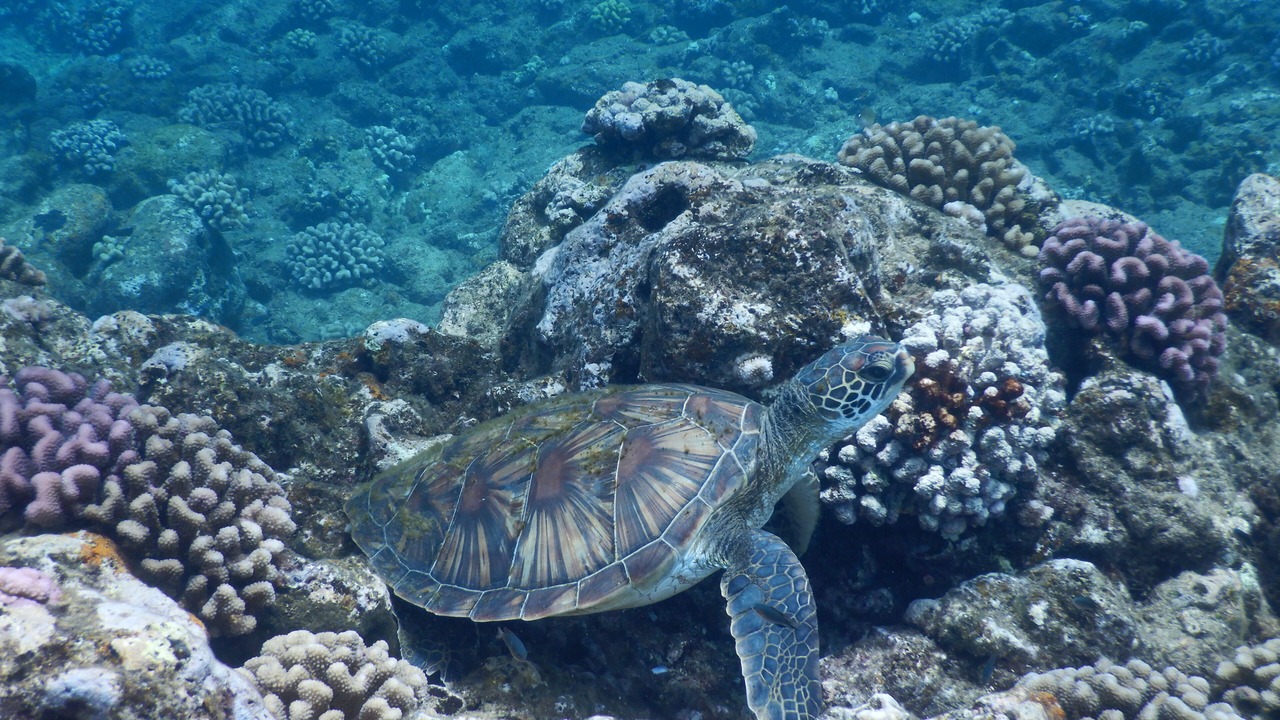 Photo of Others in Laie