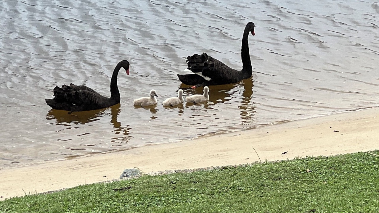 Photo of Others in Mermaid Waters