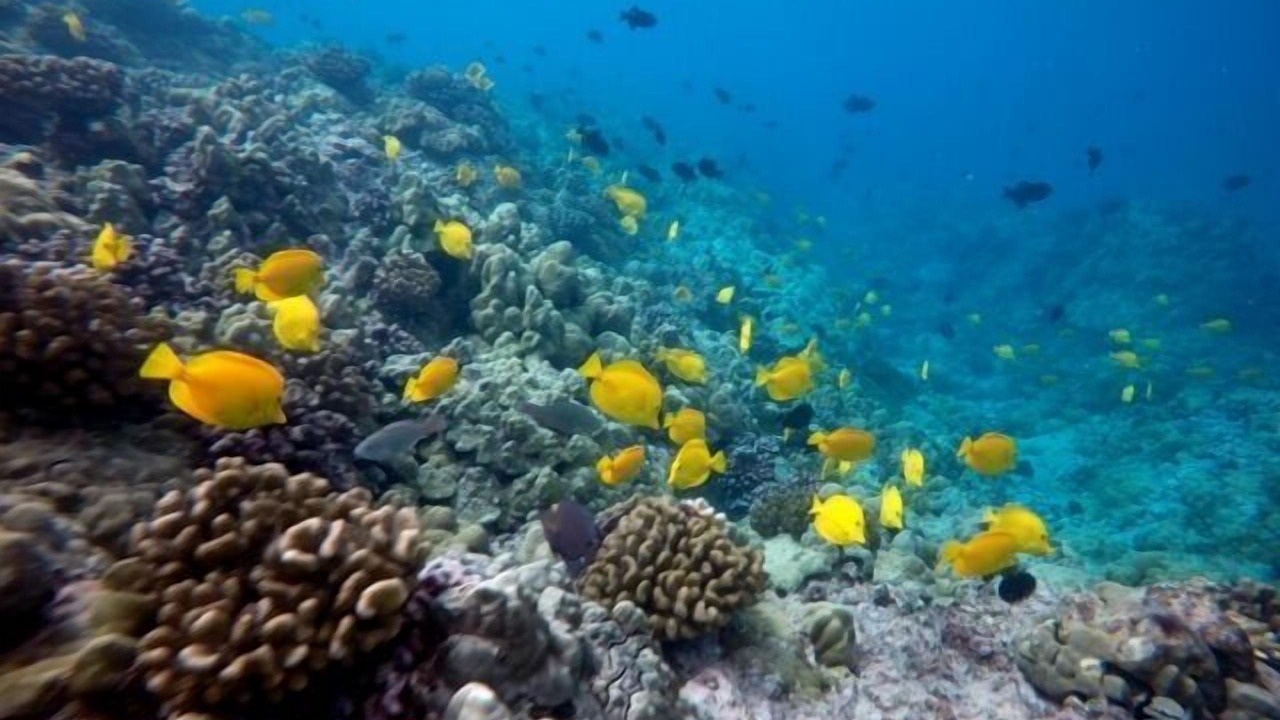 Photo of Others in Kahaluu-Keauhou