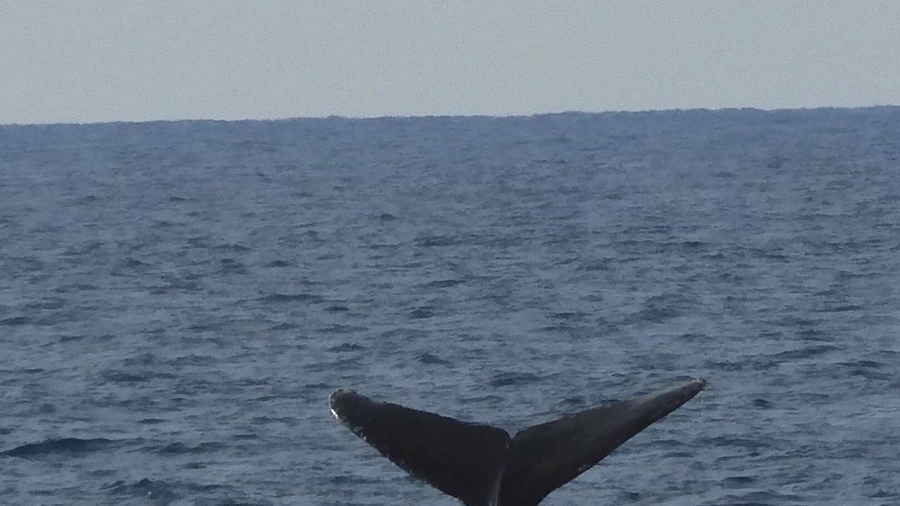 Photo of Others in Kahaluu-Keauhou