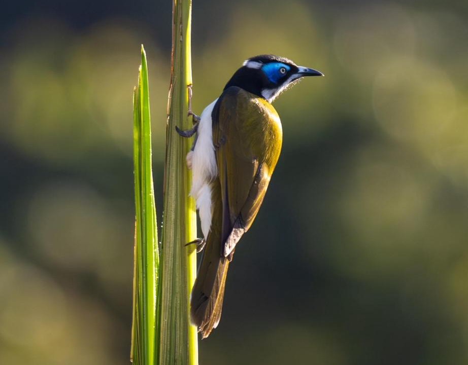 Photo of Others in Currumbin Valley