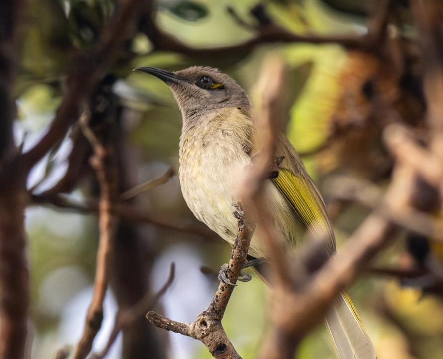 Photo of Others in Currumbin Valley