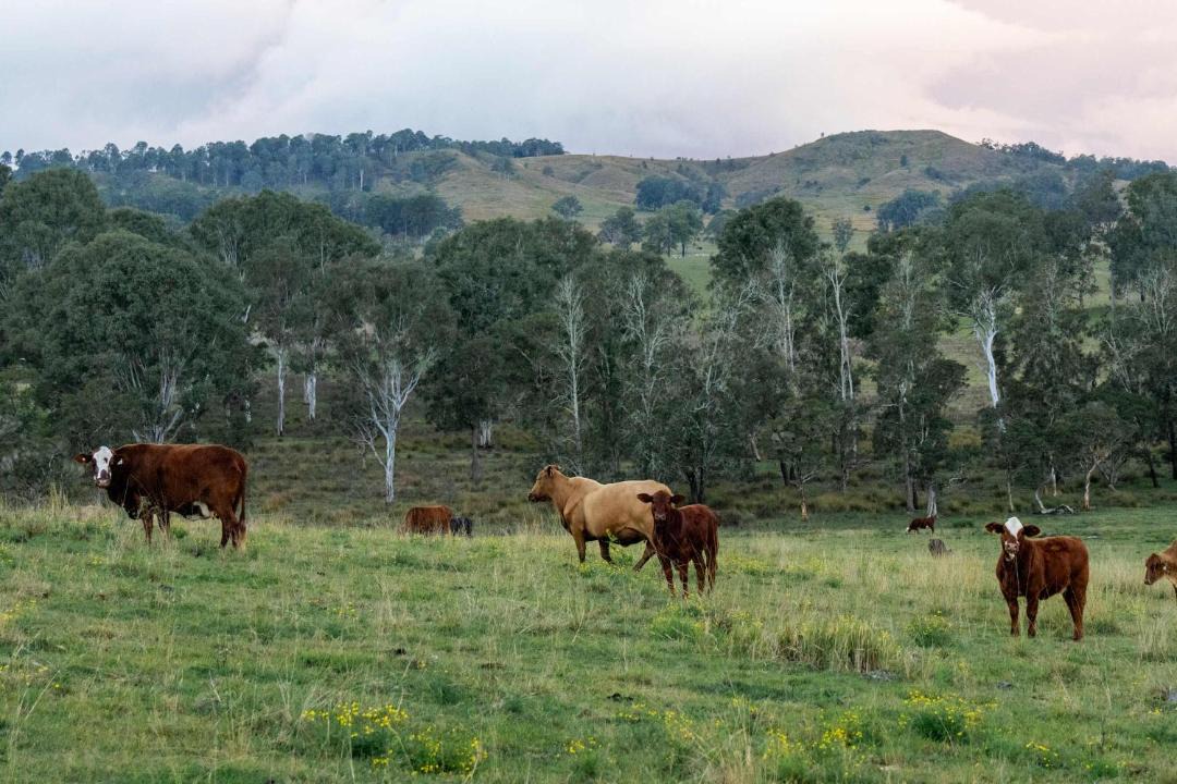 Photo of Others in Shannon Brook