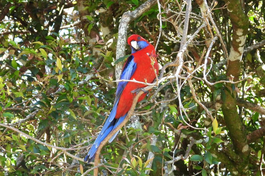 Photo of Others in Springbrook