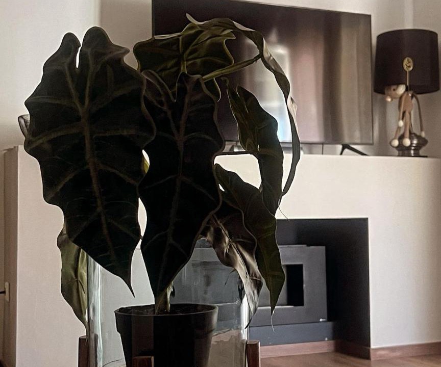 Photo of Livingroom in Alexandroupoli