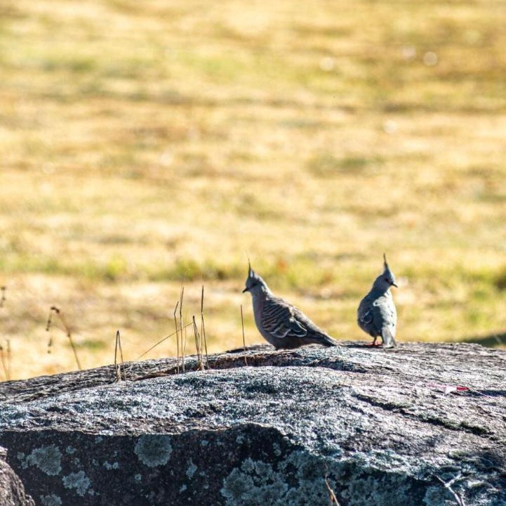 Photo of Others in Stanthorpe