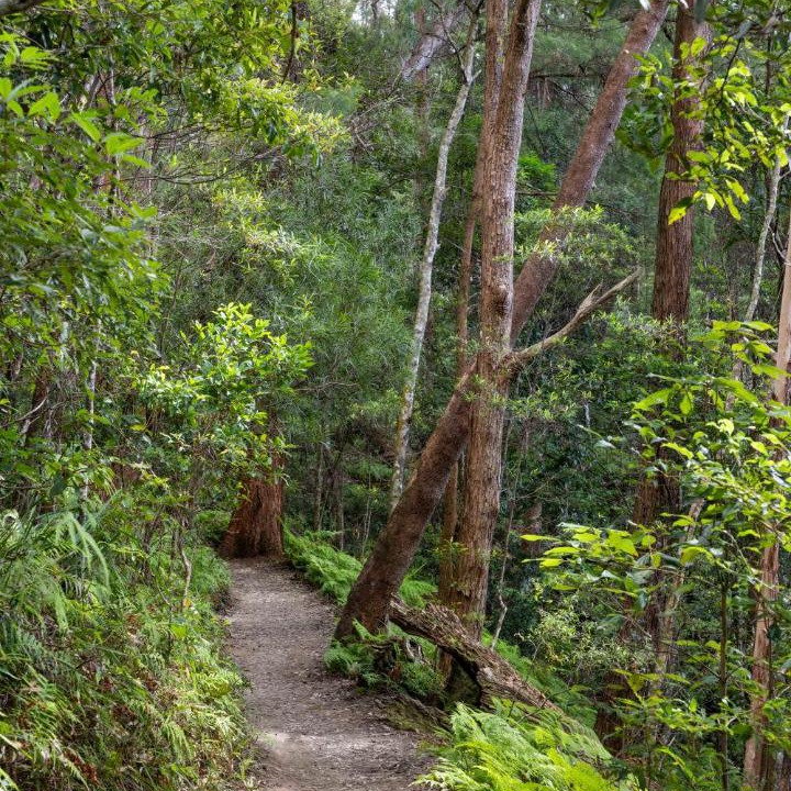 Photo of Others in Springbrook