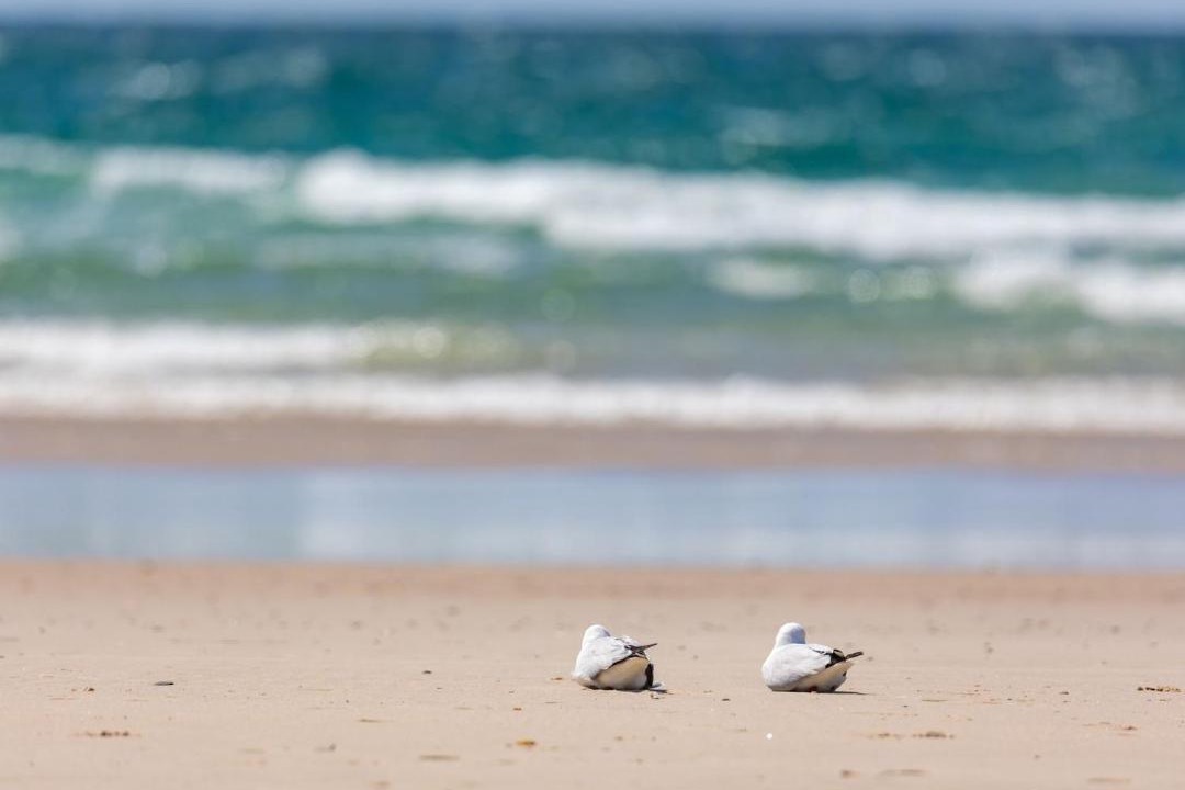 Photo of Others in Kingscliff