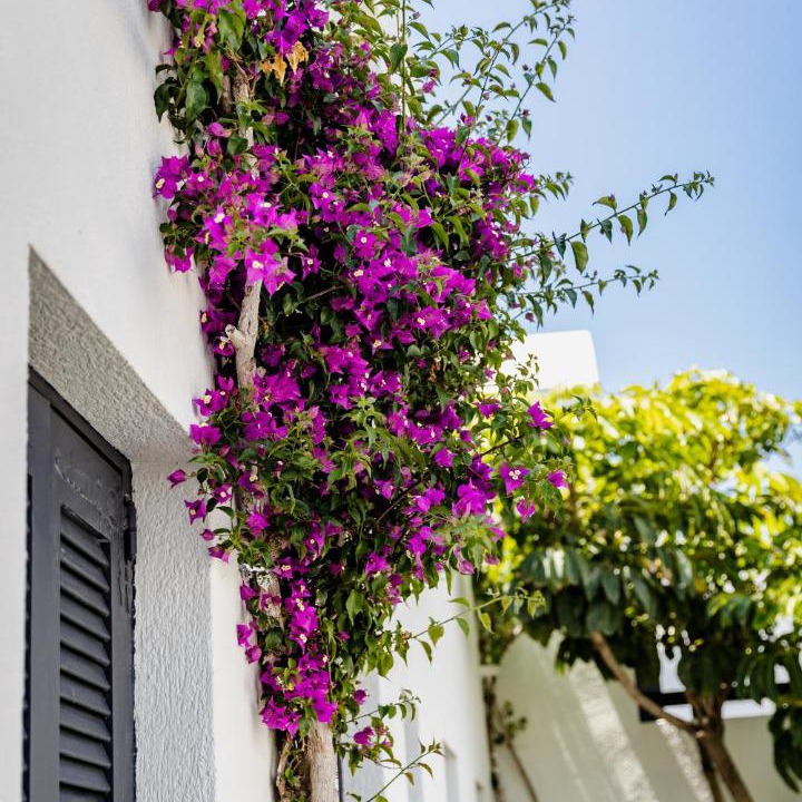 Photo of Others in Monolithos