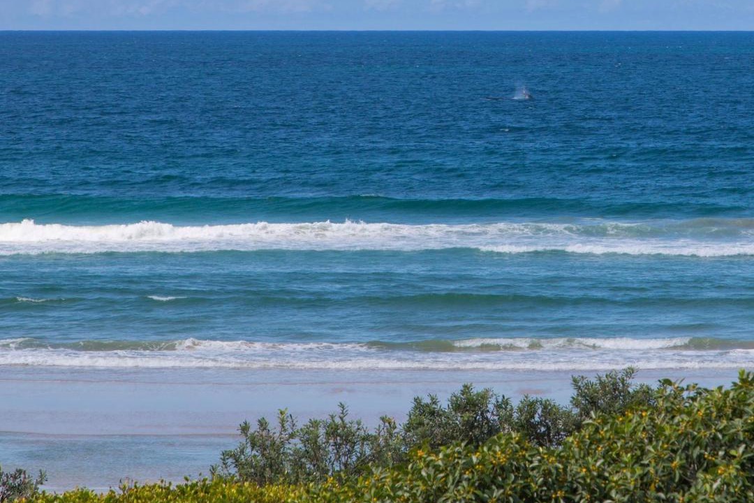 Photo of Others in Hastings Point