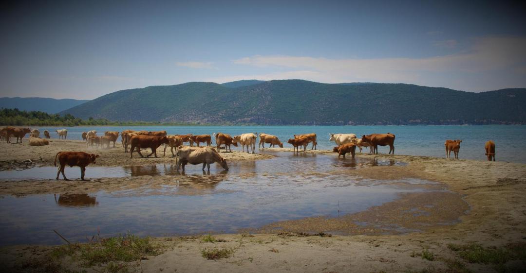 Photo of Others in Agios Germanos