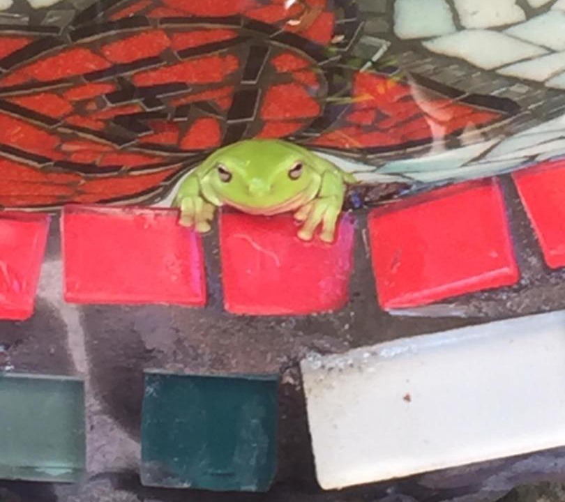 Photo of Others in Nimbin