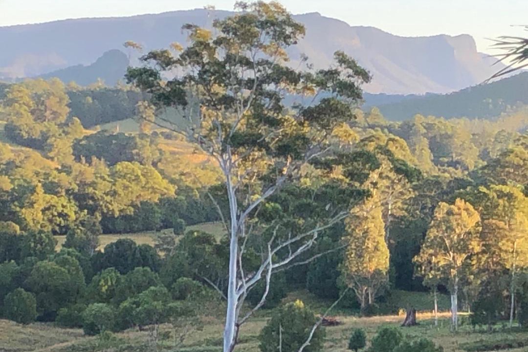 Photo of Others in Nimbin